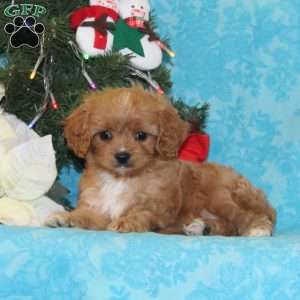 Kangaroo, Cavapoo Puppy